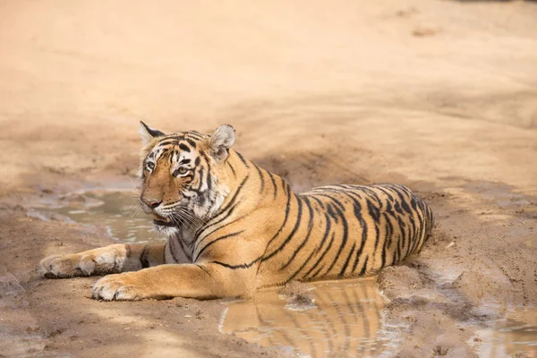 Tigre Indiano Deitado Parque Nacional Bandhavgarh — Fotografia de Stock