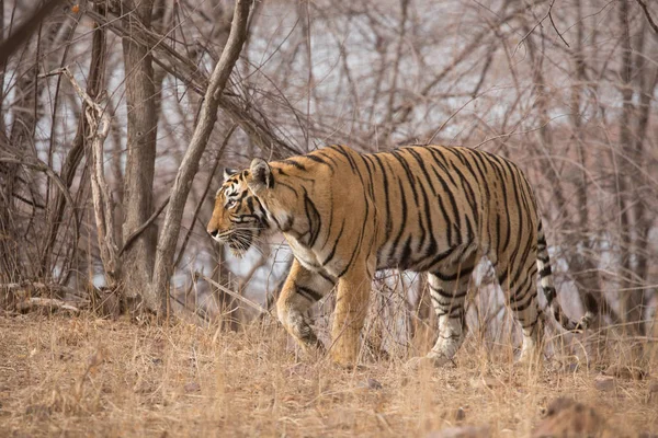 Indian Tiger Walking Bandhavgarh National Park — Stock Photo, Image