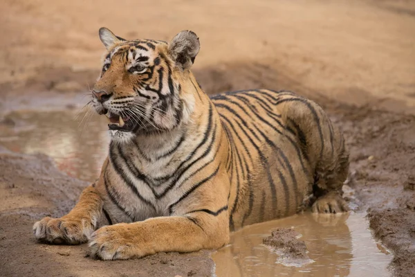 Indian Tiger Lying Bandhavgarh National Park — Stock Photo, Image