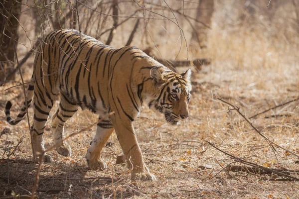 Tigre Indio Parque Nacional Bandhavgarh —  Fotos de Stock