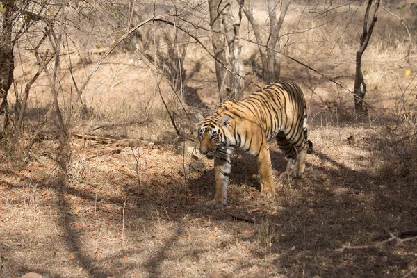 Tigre Indiano Parque Nacional Bandhavgarh — Fotografia de Stock