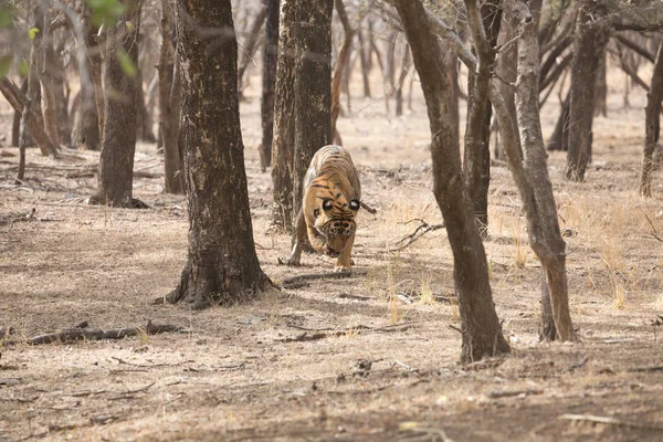 Tigre Indio Parque Nacional Bandhavgarh — Foto de Stock
