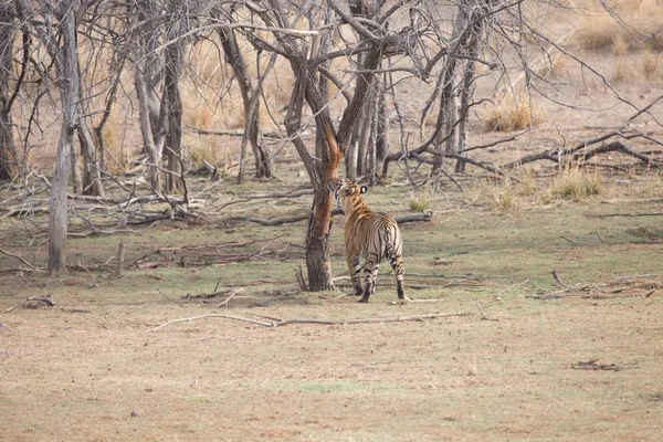 Tigre Indio Parque Nacional Bandhavgarh — Foto de Stock