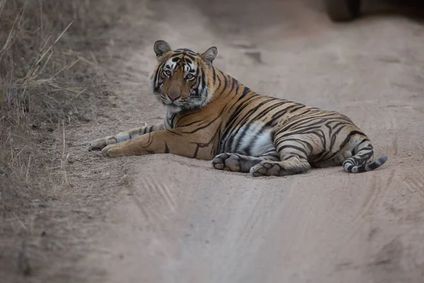 Tigre Indiano Deitado Estrada Parque Nacional Bandhavgarh — Fotografia de Stock