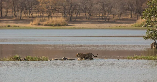 Tigre Indio Junto Agua Parque Nacional Bandhavgarh — Foto de Stock