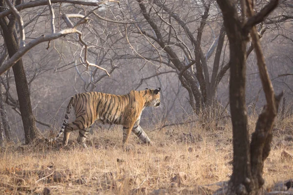 Tigre Indio Caminando Parque Nacional Bandhavgarh —  Fotos de Stock