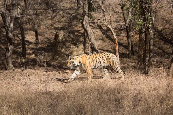 Tigre Indiano Parque Nacional Bandhavgarh — Fotografia de Stock