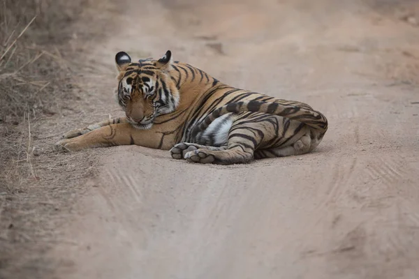 Tigre Indio Tirado Carretera Parque Nacional Bandhavgarh — Foto de Stock
