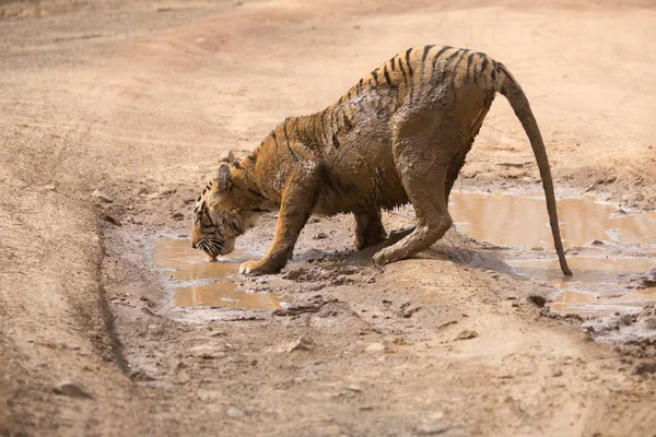 Wody Pitnej Tygrys Indian Parku Narodowym Bandhavgarh — Zdjęcie stockowe