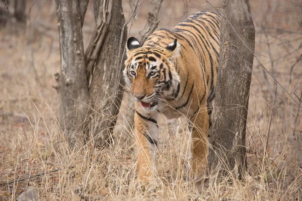 Tigre Indiano Caminhando Parque Nacional Bandhavgarh — Fotografia de Stock