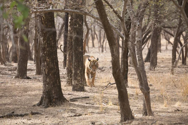 Tigre Indio Caminando Parque Nacional Bandhavgarh — Foto de Stock