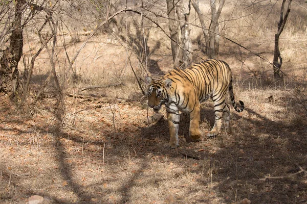 Indický Tygr Bandhavgarh Národní Park — Stock fotografie