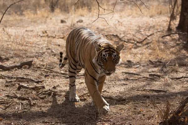 Tigre Indio Parque Nacional Bandhavgarh —  Fotos de Stock