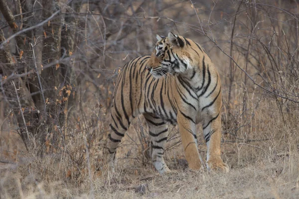 Indian Tiger Walking Bandhavgarh National Park — Stock Photo, Image