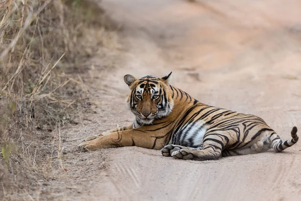 Tigre Indiano Deitado Estrada Parque Nacional Bandhavgarh — Fotografia de Stock