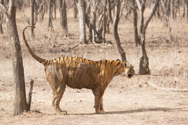 Tigre Indiano Parque Nacional Bandhavgarh — Fotografia de Stock