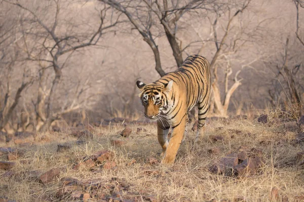 Indischer Tiger Auf Wanderschaft Bandhavgarh Nationalpark — Stockfoto