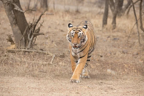 Tigre Indiano Caminhando Parque Nacional Bandhavgarh — Fotografia de Stock