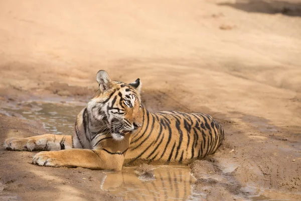 Tigre Indiano Deitado Parque Nacional Bandhavgarh — Fotografia de Stock