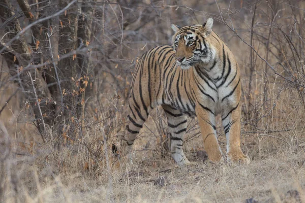 Tigre Indio Caminando Parque Nacional Bandhavgarh —  Fotos de Stock