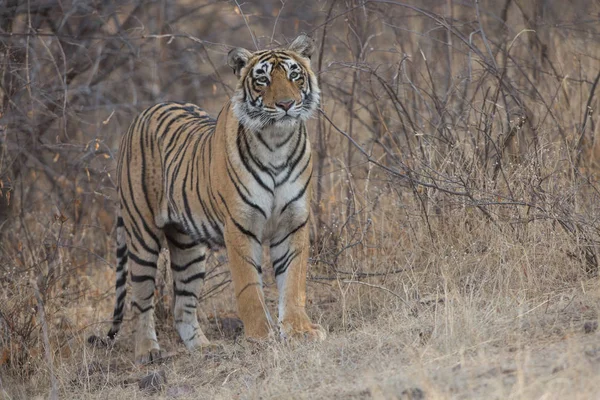 Indický Tygr Chůzi Bandhavgarh Národní Park — Stock fotografie