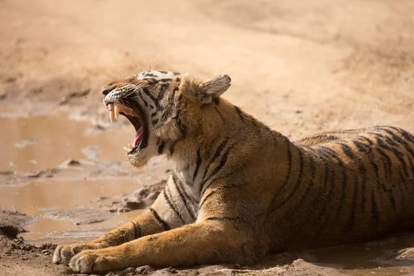 Tigre Indio Acostado Parque Nacional Bandhavgarh —  Fotos de Stock