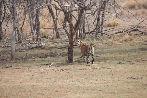 Indyjskiego Tygrysa Parku Narodowym Bandhavgarh — Zdjęcie stockowe