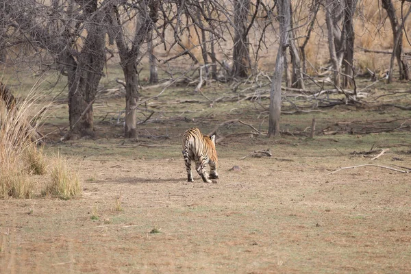 Passeggiata Della Tigre Indiana Nel Parco Nazionale Bandhavgarh — Foto Stock