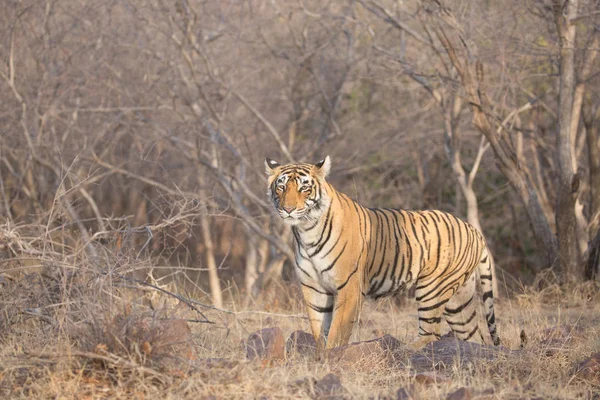 Tigre Indio Caminando Parque Nacional Bandhavgarh —  Fotos de Stock