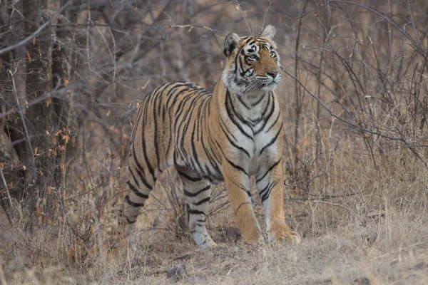 Tigre Indio Caminando Parque Nacional Bandhavgarh —  Fotos de Stock