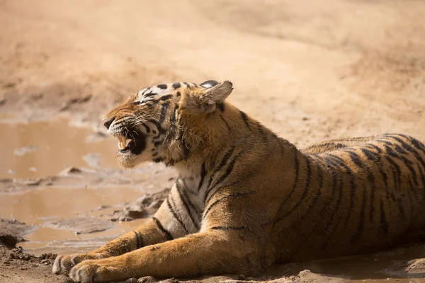 Tigre Indiano Deitado Parque Nacional Bandhavgarh — Fotografia de Stock