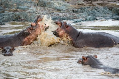 iki hipopotam mücadele. yaban hayatı. Afrika