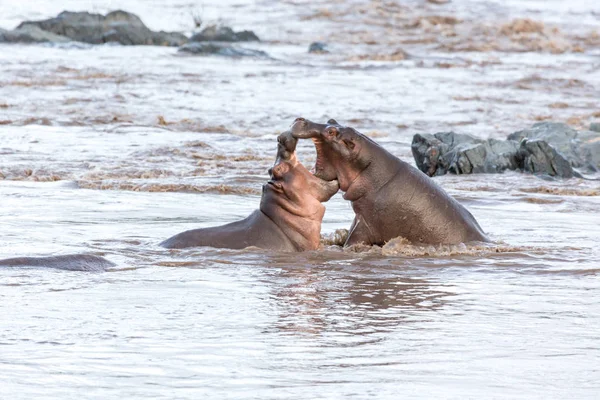 つのカバの間戦います 野生動物 アフリカ — ストック写真