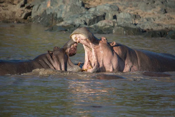 Luta Entre Dois Hipopótamos Vida Selvagem África — Fotografia de Stock