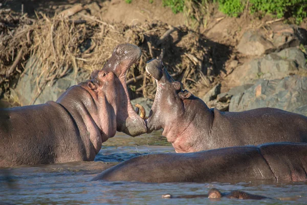 つのカバの間戦います 野生動物 アフリカ — ストック写真