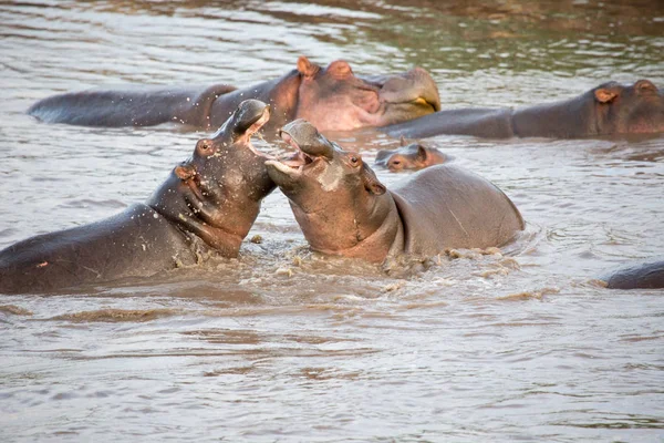 つのカバの間戦います 野生動物 アフリカ — ストック写真