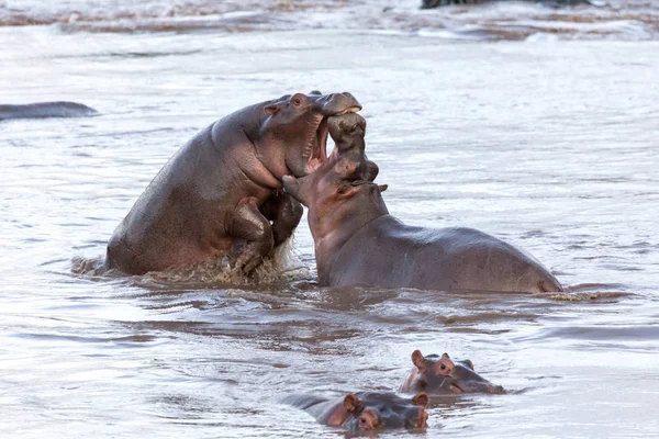 つのカバの間戦います 野生動物 アフリカ — ストック写真