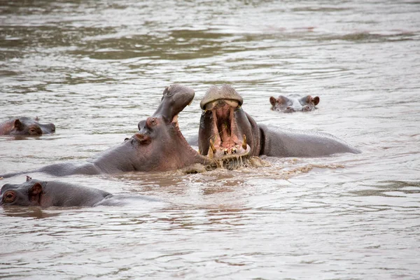 Iki Hipopotam Mücadele Yaban Hayatı Afrika — Stok fotoğraf
