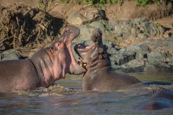 つのカバの間戦います 野生動物 アフリカ — ストック写真