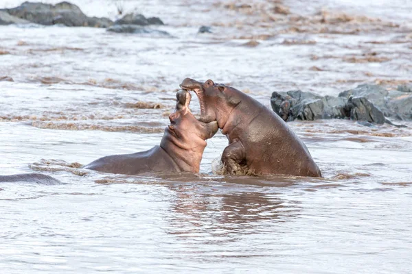 つのカバの間戦います 野生動物 アフリカ — ストック写真