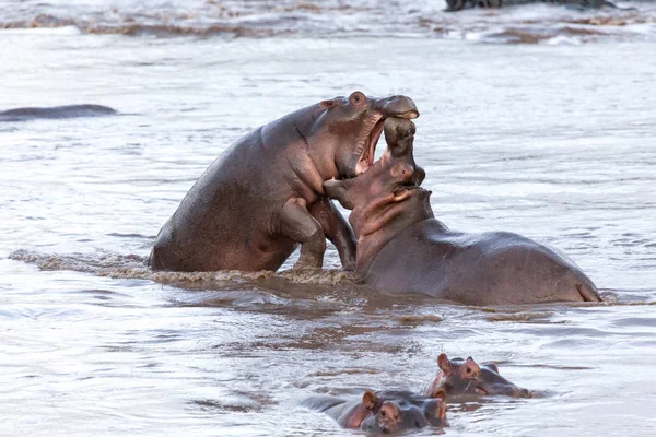 Kampen Mellan Två Flodhästar Vilda Djur Afrika — Stockfoto