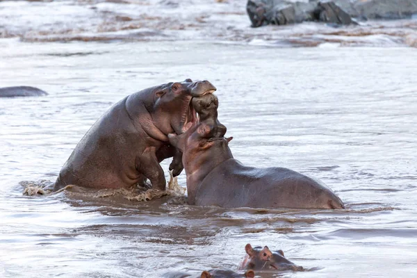 Iki Hipopotam Mücadele Yaban Hayatı Afrika — Stok fotoğraf