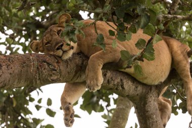 Ağaçta, dişi aslan kapatın. Milli Parkı, Afrika. 