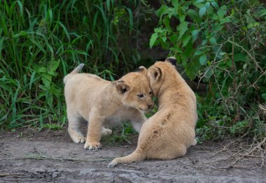 oynarken, Afrika aslan yavruları. yaban hayatı resim. 