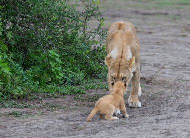 dişi aslan ve yavrusunu Afrika. yaban hayatı resim. 
