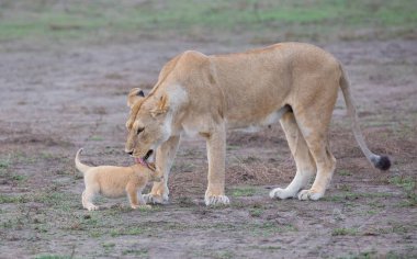 dişi aslan ve yavrusunu Afrika. yaban hayatı resim. 