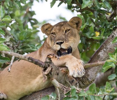 dişi aslan ağaç üzerinde rahatlatıcı kapatın. Milli Parkı, Afrika. 