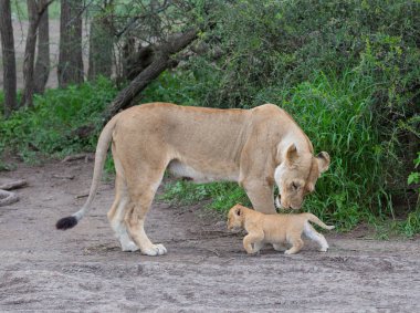 dişi aslan ve yavrusunu Afrika. yaban hayatı resim. 
