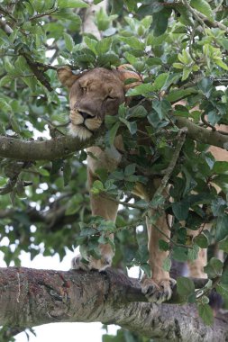 Ağaçta, dişi aslan kapatın. Milli Parkı, Afrika. 