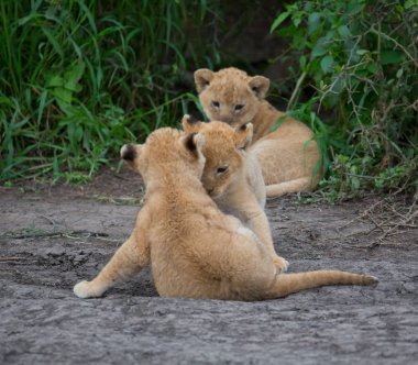 oynarken, Afrika aslan yavruları. yaban hayatı resim. 